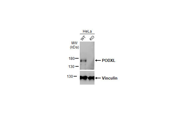 PODXL Antibody in Western Blot (WB)