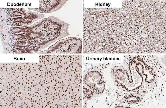 HMGB1 Antibody in Immunohistochemistry (Paraffin) (IHC (P))