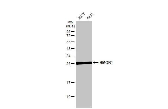 HMGB1 Antibody in Western Blot (WB)