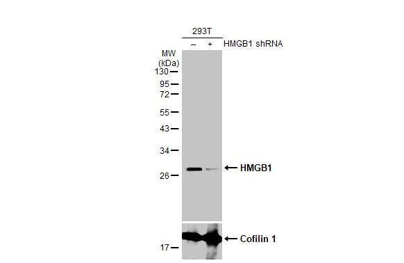 HMGB1 Antibody in Western Blot (WB)