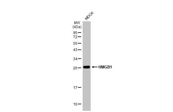 HMGB1 Antibody in Western Blot (WB)