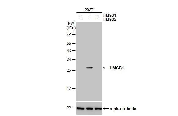 HMGB1 Antibody in Western Blot (WB)