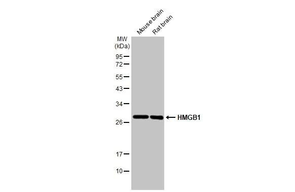 HMGB1 Antibody in Western Blot (WB)