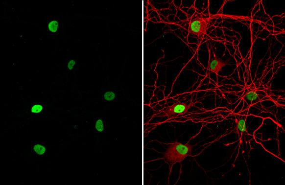 HMGB1 Antibody in Immunocytochemistry (ICC/IF)