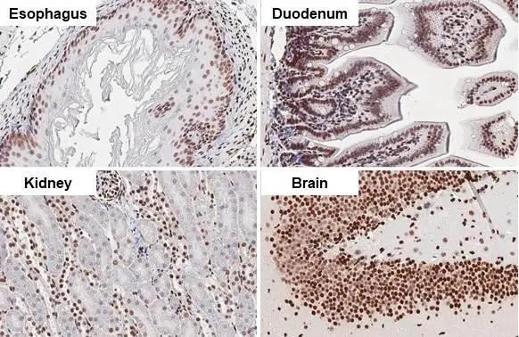 HMGB1 Antibody in Immunohistochemistry (Paraffin) (IHC (P))