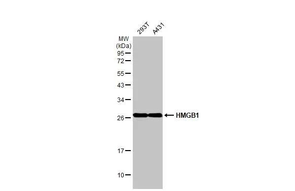 HMGB1 Antibody in Western Blot (WB)