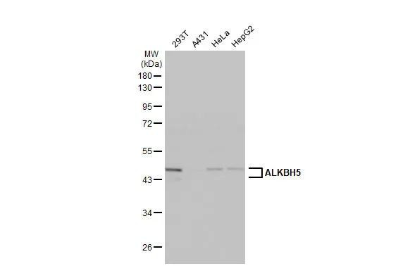 ALKBH5 Antibody in Western Blot (WB)