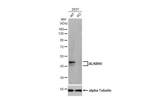 ALKBH5 Antibody in Western Blot (WB)