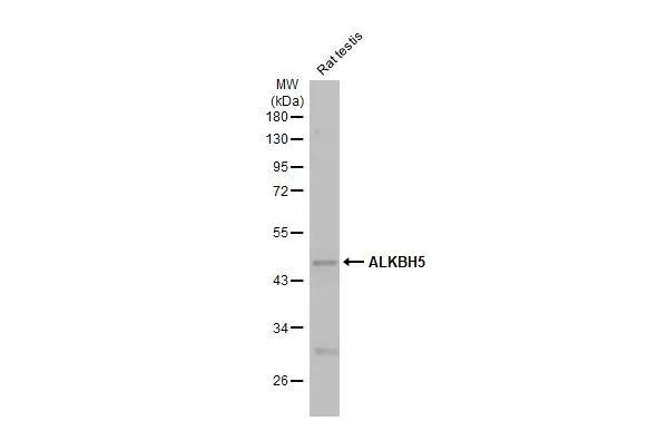 ALKBH5 Antibody in Western Blot (WB)