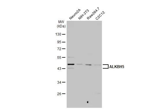 ALKBH5 Antibody in Western Blot (WB)