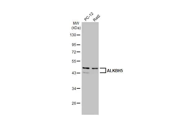 ALKBH5 Antibody in Western Blot (WB)