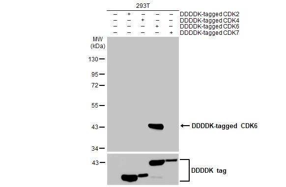 CDK6 Antibody in Western Blot (WB)