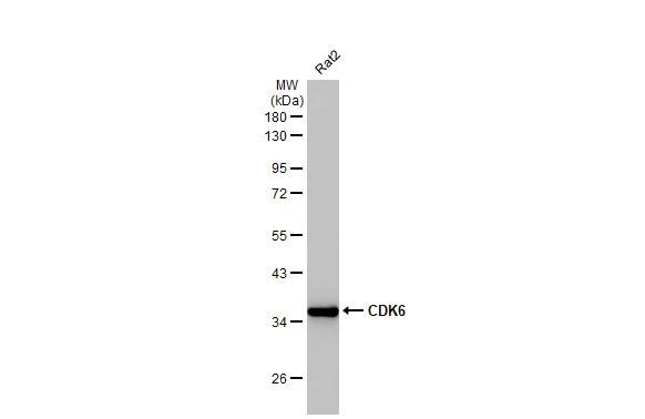 CDK6 Antibody in Western Blot (WB)