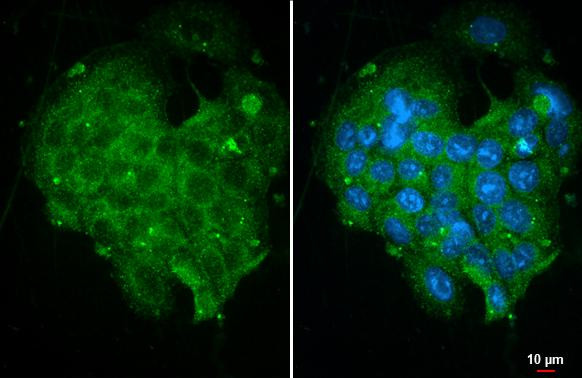 SHP-1 Antibody in Immunocytochemistry (ICC/IF)