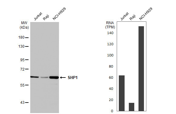 SHP-1 Antibody in Western Blot (WB)