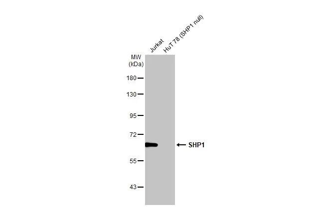 SHP-1 Antibody in Western Blot (WB)