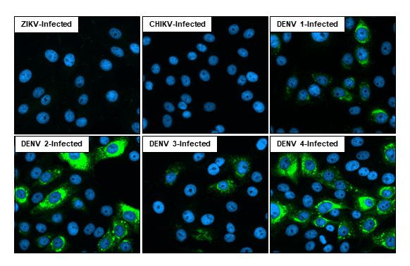 Dengue Virus Type 2/4 Envelope Antibody in Immunocytochemistry (ICC/IF)