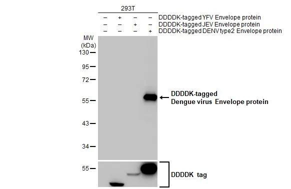 Dengue Virus Type 2/4 Envelope Antibody in Western Blot (WB)