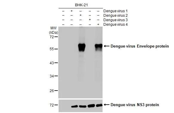 Dengue Virus Type 2/4 Envelope Antibody in Western Blot (WB)