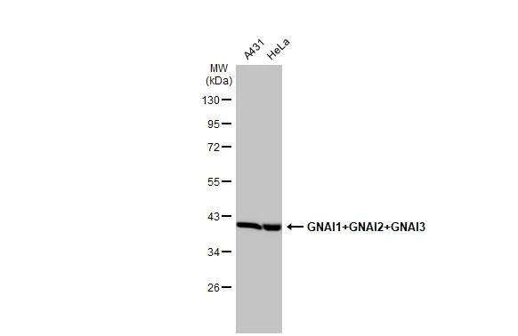 GNAI1/GNAI2/GNAI3 Antibody in Western Blot (WB)