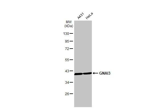 GNAI3 Antibody in Western Blot (WB)