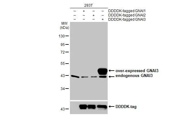 GNAI3 Antibody in Western Blot (WB)