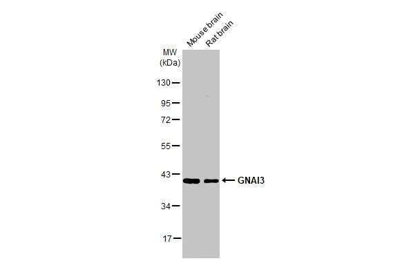 GNAI3 Antibody in Western Blot (WB)
