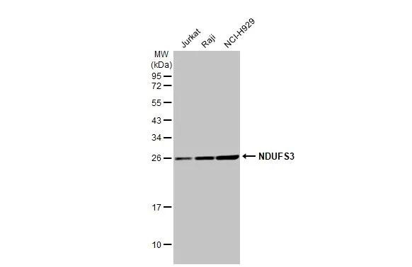 NDUFS3 Antibody in Western Blot (WB)