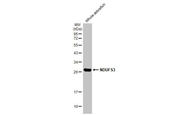 NDUFS3 Antibody in Western Blot (WB)