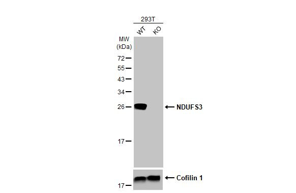 NDUFS3 Antibody in Western Blot (WB)