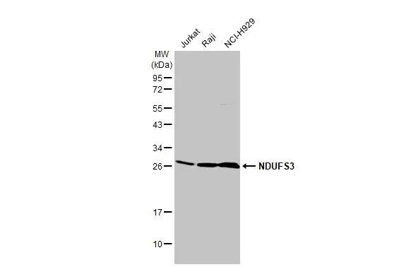 NDUFS3 Antibody in Western Blot (WB)