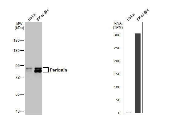 Periostin Antibody in Western Blot (WB)