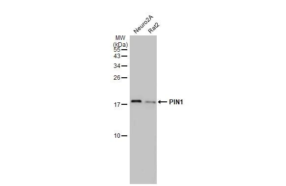 PIN1 Antibody in Western Blot (WB)