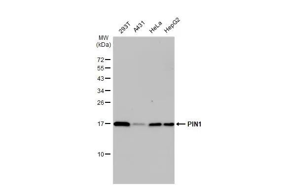 PIN1 Antibody in Western Blot (WB)