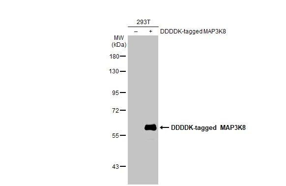 TPL2 Antibody in Western Blot (WB)