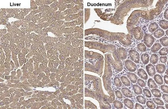 OTC Antibody in Immunohistochemistry (Paraffin) (IHC (P))