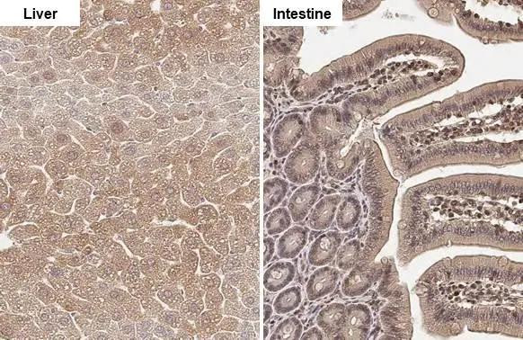 FDPS Antibody in Immunohistochemistry (Paraffin) (IHC (P))