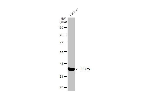 FDPS Antibody in Western Blot (WB)