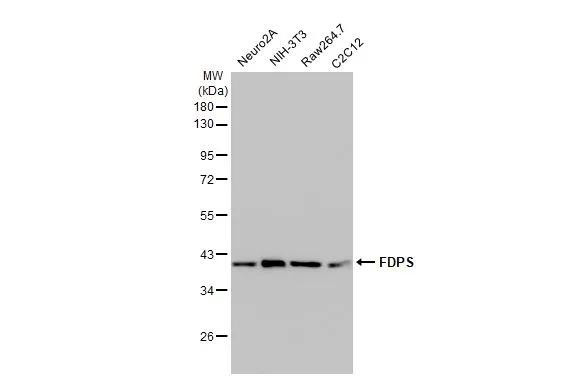 FDPS Antibody in Western Blot (WB)