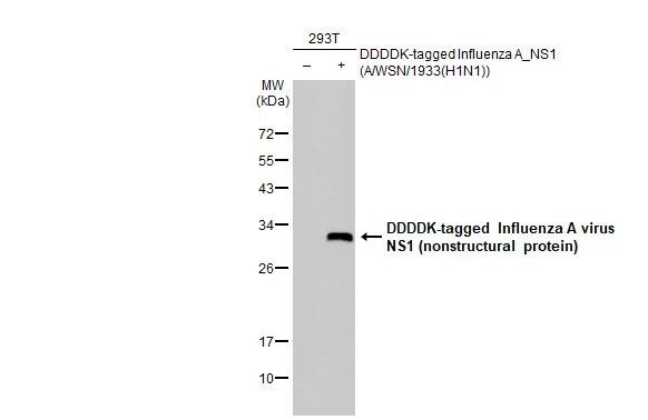 Influenza A H1N1 HA (A/California/07/2009) Antibody in Western Blot (WB)