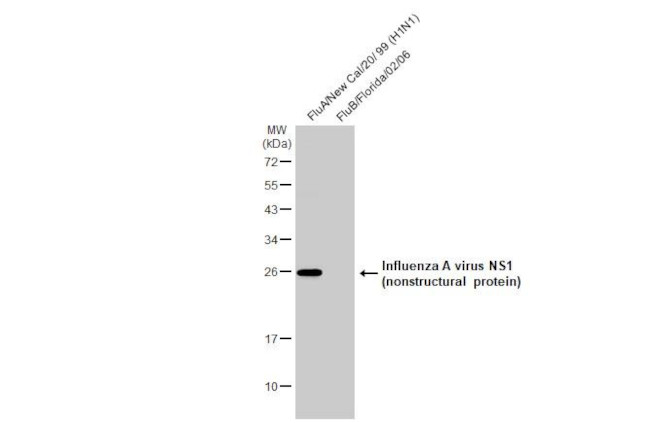 Influenza A H1N1 HA (A/California/07/2009) Antibody in Western Blot (WB)