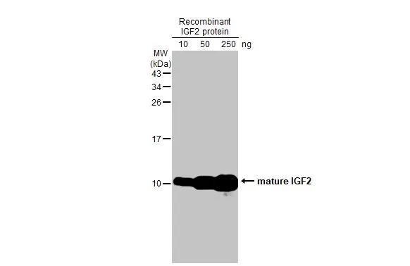 IGF2 Antibody in Western Blot (WB)