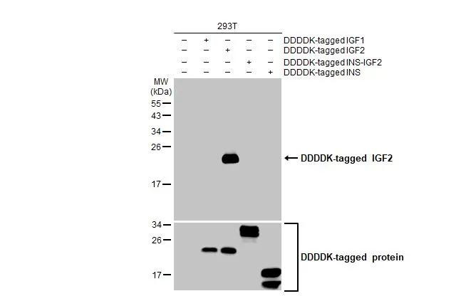 IGF2 Antibody in Western Blot (WB)