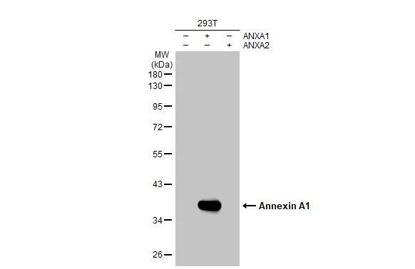 Annexin A1 Antibody in Western Blot (WB)