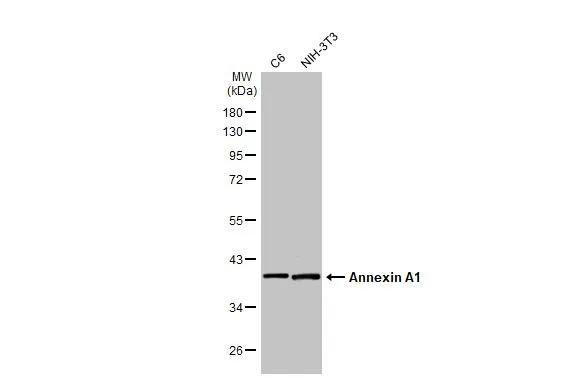 Annexin A1 Antibody in Western Blot (WB)