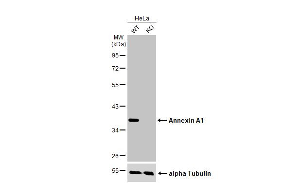 Annexin A1 Antibody in Western Blot (WB)