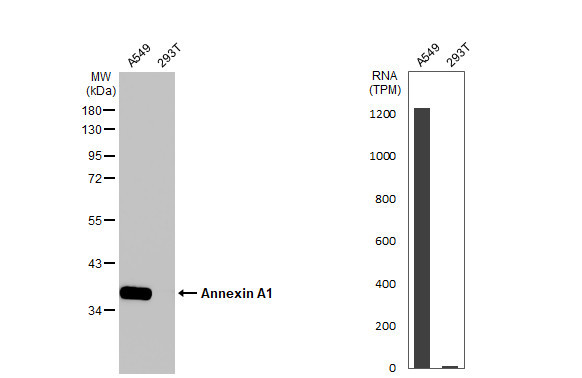 Annexin A1 Antibody in Western Blot (WB)