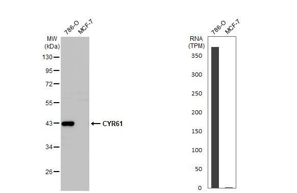 CYR61 Antibody in Western Blot (WB)