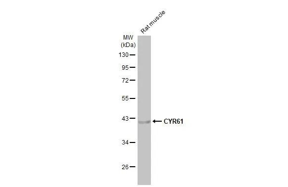 CYR61 Antibody in Western Blot (WB)