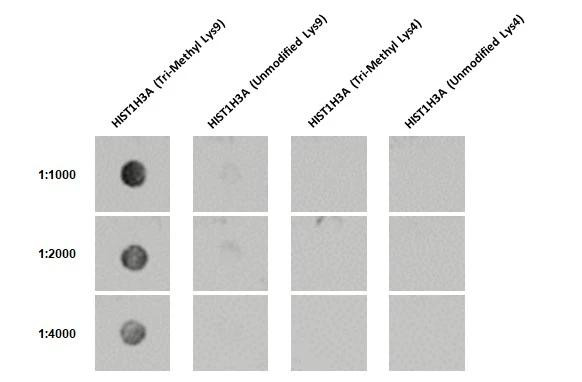 Histone H3K9me3 (Tri-methyl Lys9) Antibody in Dot Blot (DB)